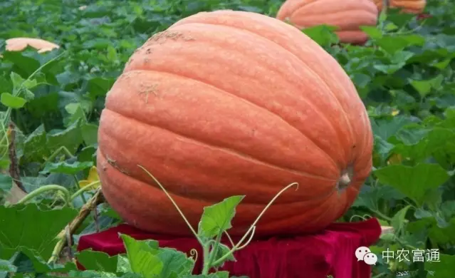 1458822252218085.png blob.png