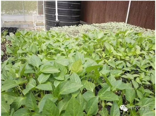 1467369378238740.png blob.png