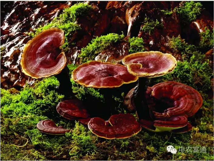 1479712731956768.png blob.png