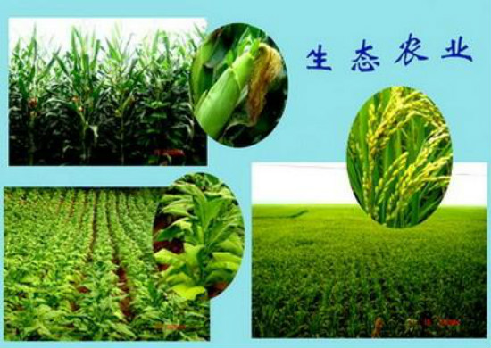 undefined shengtai.jpg