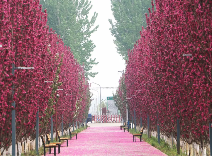 北京國際都市農(nóng)業(yè)科技園(圖3) QQ截圖20180517172454.png