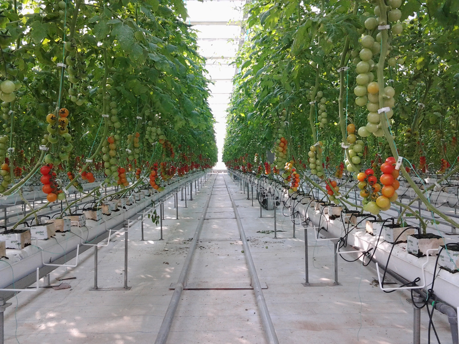 山東惠民現(xiàn)代農(nóng)業(yè)科技示范區(qū)(蔬菜工廠化高效栽培)(圖4) 山東惠民現(xiàn)代農(nóng)業(yè)科技示范區(qū)(蔬菜工廠化高效栽培)(圖4)