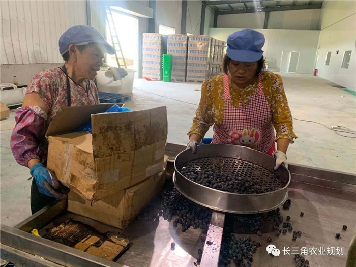 為了幫助園區(qū)的提檔升級(jí)，南京市農(nóng)業(yè)農(nóng)村局特委托中農(nóng)富通編制《南京市農(nóng)業(yè)園區(qū)發(fā)展研究報(bào)告》，以期從產(chǎn)業(yè)發(fā)展路徑、園區(qū)發(fā)展模式、保障措施等多維度為南京市農(nóng)業(yè)園區(qū)未來(lái)三年的發(fā)展做統(tǒng)籌謀劃。 8月19日，中農(nóng)(圖19)