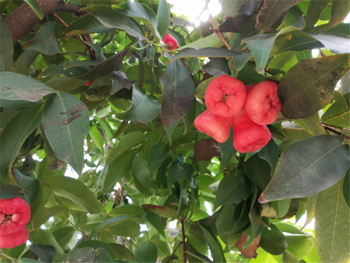 9月3日，中農(nóng)富通調(diào)研組兵分兩路對(duì)南京高淳區(qū)武家嘴現(xiàn)代農(nóng)業(yè)產(chǎn)業(yè)示范園區(qū)和棲霞區(qū)龍?zhí)冬F(xiàn)代農(nóng)業(yè)產(chǎn)業(yè)示范園區(qū)的調(diào)研工作。(圖3)