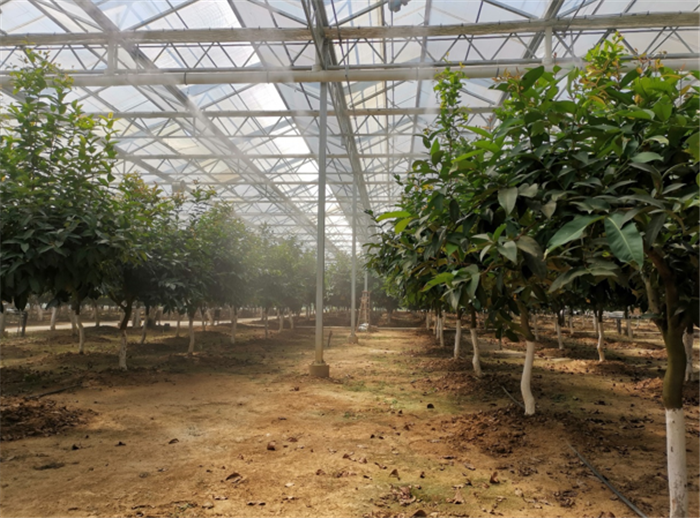 9月3日，中農(nóng)富通調(diào)研組兵分兩路對(duì)南京高淳區(qū)武家嘴現(xiàn)代農(nóng)業(yè)產(chǎn)業(yè)示范園區(qū)和棲霞區(qū)龍?zhí)冬F(xiàn)代農(nóng)業(yè)產(chǎn)業(yè)示范園區(qū)的調(diào)研工作。(圖4)