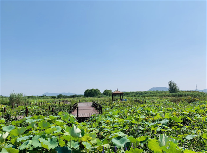 9月3日，中農(nóng)富通調(diào)研組兵分兩路對(duì)南京高淳區(qū)武家嘴現(xiàn)代農(nóng)業(yè)產(chǎn)業(yè)示范園區(qū)和棲霞區(qū)龍?zhí)冬F(xiàn)代農(nóng)業(yè)產(chǎn)業(yè)示范園區(qū)的調(diào)研工作。(圖25)