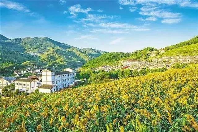 最高獎補(bǔ)8000萬！建設(shè)一批鄉(xiāng)村振興集成創(chuàng)新示范縣(圖2)