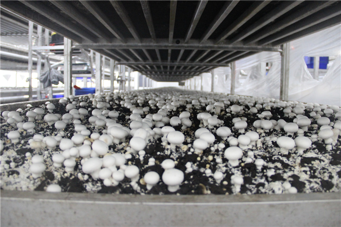 《灣沚區(qū)花橋鎮(zhèn)十四五現(xiàn)代農(nóng)業(yè)發(fā)展規(guī)劃》初期調(diào)研工作順利完成！(圖10)